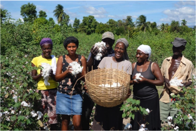 In 2018, Haitian smallholder farmers harvested cotton from the field trials and celebrated a milestone in Timberland’s and the Smallholder Farmers Alliance’s partnership to reintroduce organic cotton growing to Haiti. (Photo credit: Thomas Noreille)