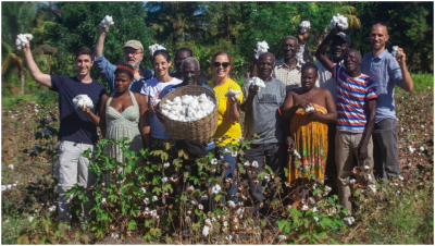 In January 2019, members of the Timberland and Smallholder Farmers Alliance teams joined together to pick cotton from Haiti’s first commercial cotton harvest since the late 1980’s. (Photo credit: Thomas Noreille)
