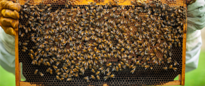 A bee farm and processing facility established on a protected site upcycled from its prior life as a coal mining refuse disposal area. We will grow, harvest and process pollen, honey and wax for a variety of organic processes in addition to being an integral part in supporting our environmental remediation and agricultural divisions.