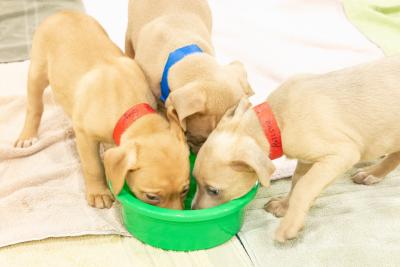 Subaru Partners with Local Shelters to Host Pet Adoption Event Inside Booth at the 2019 Los Angeles Auto Show