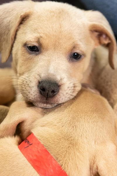 Subaru Partners with Local Shelters to Host Pet Adoption Event Inside Booth at the 2019 Los Angeles Auto Show