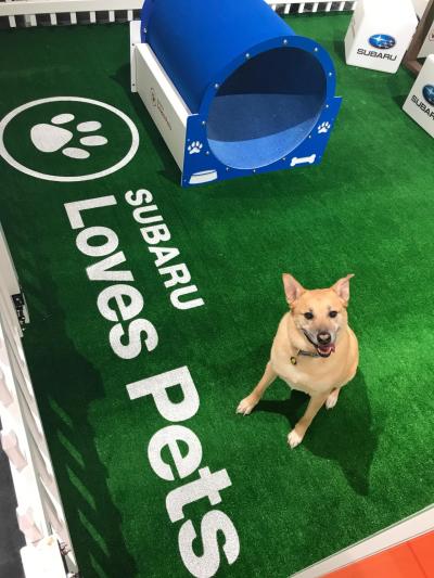 Subaru Partners with Philadelphia Animal Welfare Society and Morris Animal Refuge to Host First-Ever Pet Adoption Event Inside Booth at the 2019 Philadelphia Auto Show
