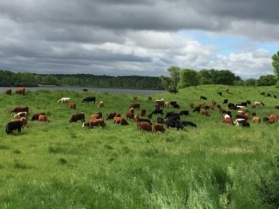 Cows roam and graze on a Thousand Hills Lifetime Grazed Regenerative Ranch. In Fall 2020, Timberland will launch its first collection of boots made using Regenerative Leather.