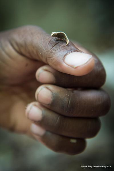 Close up of a Madagascan dwarf chameleon - or the world smallest chameleon © Nick Riley / WWF-Madagascar