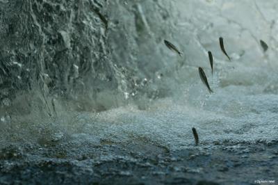 Fish heading upstream in the Juruena River, Salto São Simão, Mato Grosso- Amazonian States, Brazil © Zig Koch / WWF