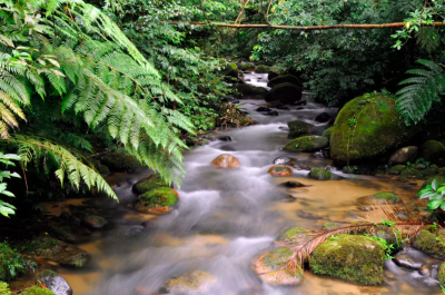 WWF-BRAZIL / ADRIANO GAMBARINI, Stream of water at Figueira trail, Carlos Botelho State Park, Sao Paulo, Brazil.
