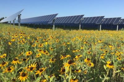 US Solar-owned, pollinator-friendly solar array in Minnesota. Photo courtesy Natural Resources Services / Fresh Energy.