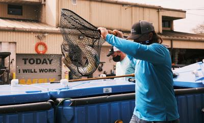 In February, Duke Energy and University of Florida teammates caught and tagged 20 redfish at Duke Energy's Crystal River Energy Complex, where Charlie Martin will monitor how the fish move in the power plant's discharge canal as part of a new study with the Florida Fish and Wildlife Conservation Commission.