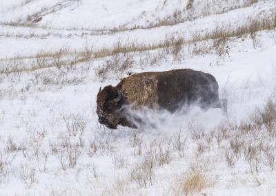 Bison in Badlands National Park © WWF-US/Clay Bolt