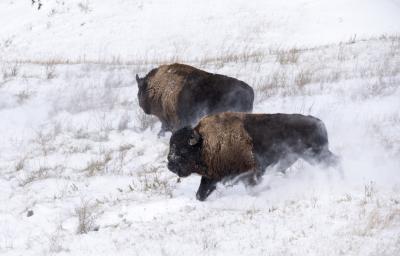 Bison in Badlands National Park © WWF-US/Clay Bolt