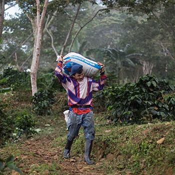 Jose Contreras, 38, carries a full sack of recently harvested, organic, Fair Trade Certified coffee cherries.