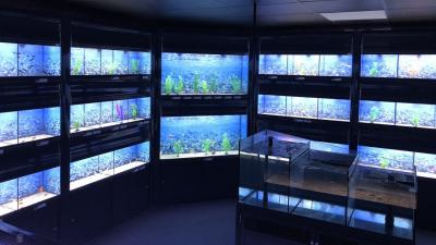 The store’s community aquarium is free for the public to access any time. The fish sold from here support the running of the center.