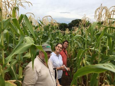 Franciele Caixeta, along with a popcorn grower from Ag Alumni Seed and a General Mills colleague, perform research on the corn.