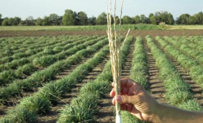 Kernza, a perennial grain that is a relative of wheat, is the result of more than 40 years of natural breeding shepherded by the Land Institute. Photo credit: RP Siegel