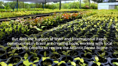 A Hilltop Coffee Plantation Benefits from Robust and Healthy - Vimarsana News