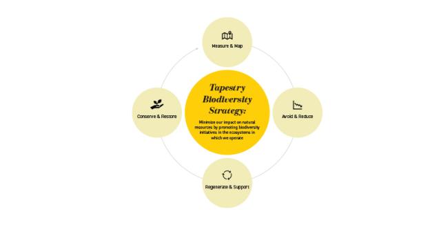 info graphic: "Tapestry biodiversity strategy" at the center, four circles around it each with a different subject: "Measure & map, avoid & reduce, regenerate & support, and conserve & restore"