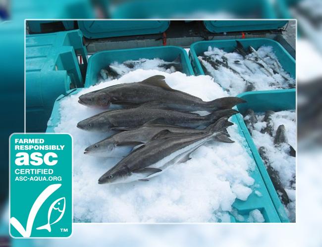 Open Blue Sea Farms achieves world’s 1st ASC Certification for cobia farms