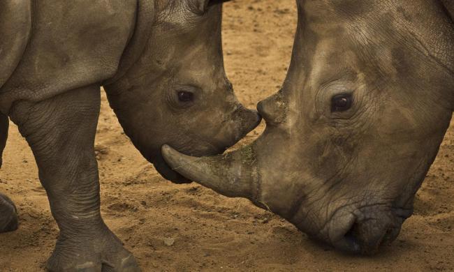 Copyright Brent Stirton/Getty Images/WWF-UK