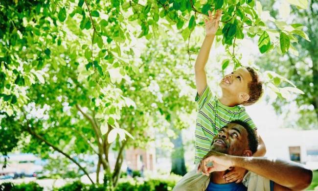 Young boy sitting on his father's shoulders reaching for a leaf on a tree.