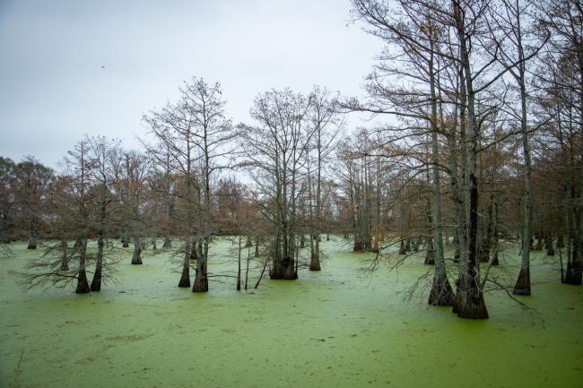 Louisiana wetlands