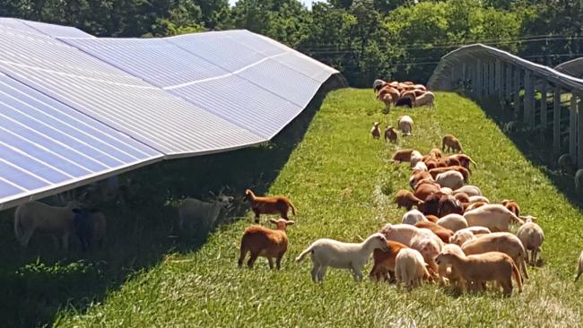Farm animals roaming under solar panels