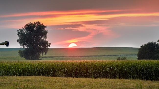 Sun setting over cornfield