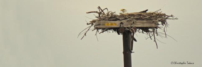 Eagle in his nest on top of a PSEG electrical pole.