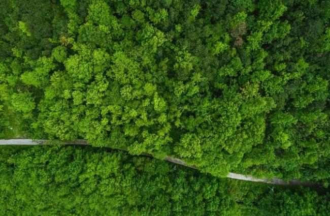 Overhead view of forest