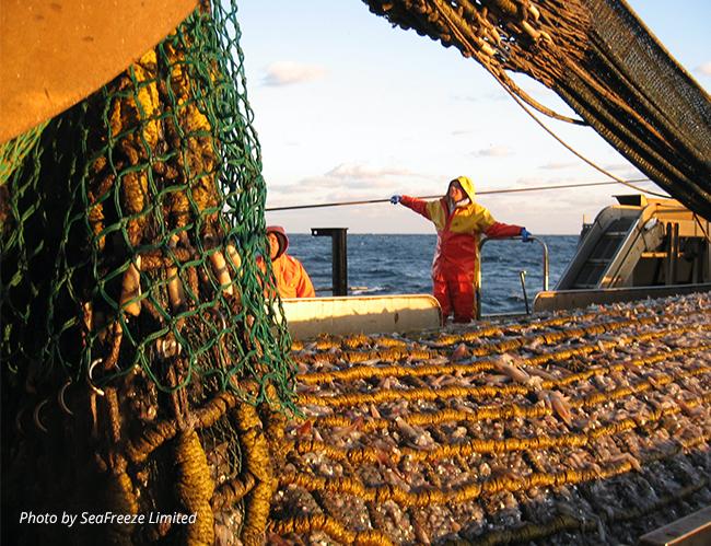 Photo by Seafreeze Limited