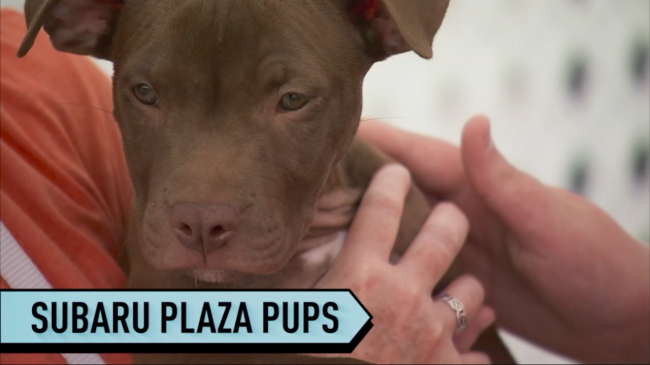 Before every home game, fans can gather at the Subaru Pet Plaza to meet and greet cuddly pups in need of a forever home.