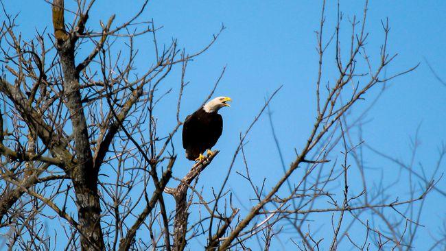 a bald eagle perched on a bare tree