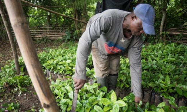 Smallholder farmers in west Africa are benefitting from AI-powered weather forecasts that help them make better decisions about planting and harvesting. Photograph: AFP Contributor/AFP/Getty Images