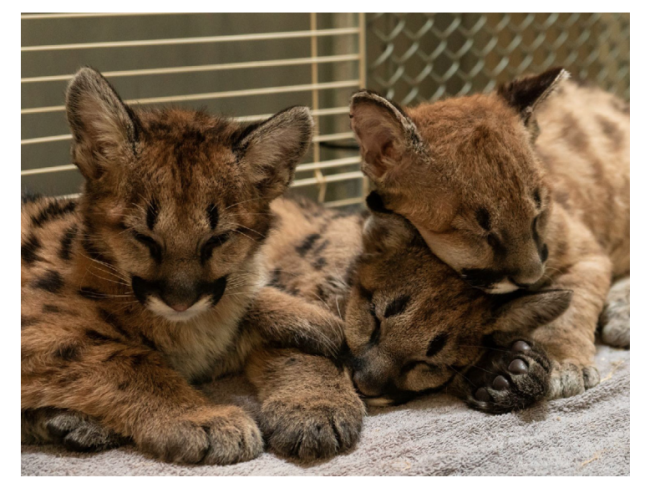 Mountain lion cubs are home for the holidays with help from FedEx Three Mountain lion cubs