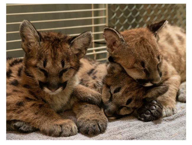 Three Mountain lion cubs