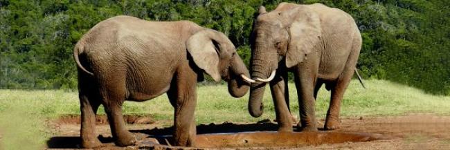 two elephants touch trunks. A tree line behind them