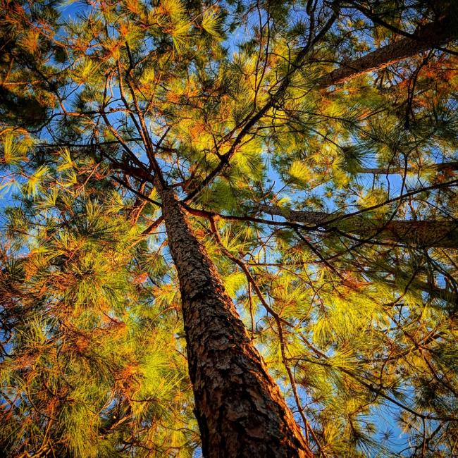 pine tree canopy with the blue sky above