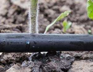 Drip irrigation can provide water-use efficiency of more than 95%