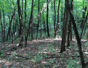 Uninvaded, buckthorn-free oak forest with native tree and shrub diversity.