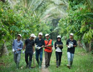 Team walking through cocoa farm