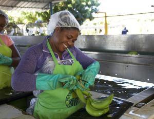 Fairtrade works to improve the livelihood of people in the banana sector through implementation of a living wage in Summer 2021 and advocating for decent working conditions