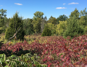 Upper grassland habitat with sumac (native species) is aggressively taking over the grassland and would be thinned during the restoration project. 