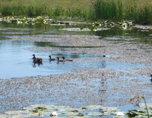 Brownstown Battery in Michigan maintains five storm ponds that support wetland vegetation and wildlife.