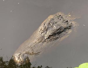 alligator's head rising from the water
