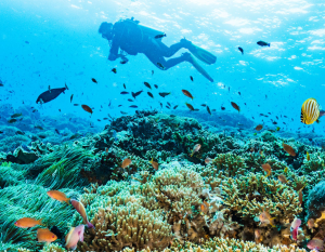 Scuba diver over coral reef