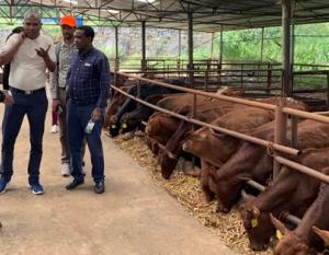 Members of the Ethiopian delegation touring the Wenyuan Cattle Company in Honghe. Photo: World Agroforestry Centre/Su Yufang