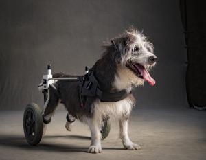 national dog adoption day