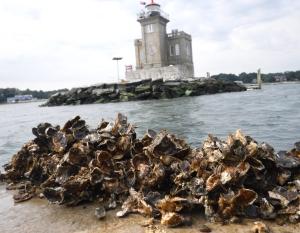 oyster shells along the seashore