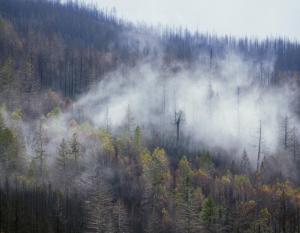 view of forest with smoke
