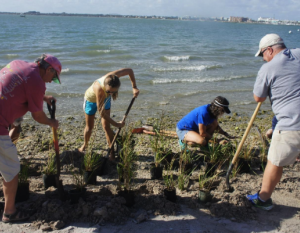 Planting shoreline plants