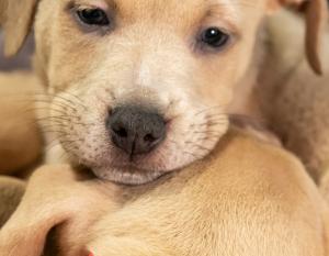 Subaru Partners with Local Shelters to Host Pet Adoption Event Inside Booth at the 2019 Los Angeles Auto Show